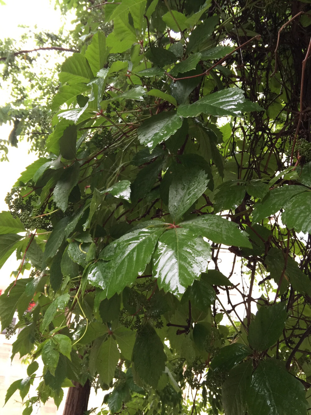 纪念一下罕见的雨水