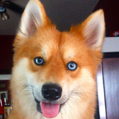 你有没有见过很像狼的狗狗？这只汪星人的照片被分享到美国 Reddit 论坛上后立刻引起了大量网友的惊呼，如此像狼的它是货真价实的狗狗，它来自于博美犬（Pomeranian）和哈士奇（Husky）的混种，产生出这样漂亮的外型…