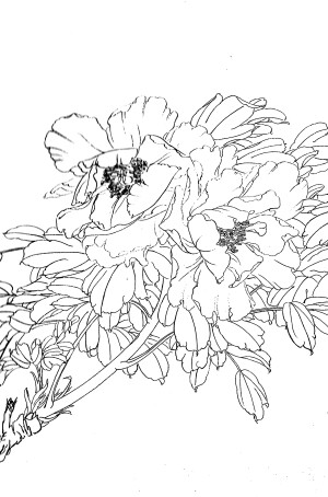 传统中式工笔斗方电子画稿线描植物花卉牡丹白描大图