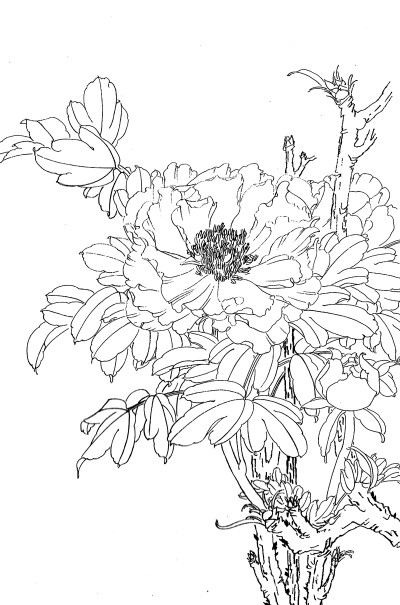 传统中式工笔斗方电子画稿线描植物花卉牡丹白描大图