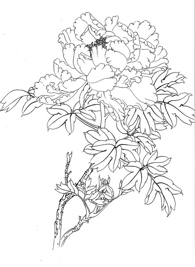 传统中式工笔斗方电子画稿线描植物花卉牡丹白描大图