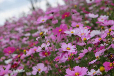 格桑花