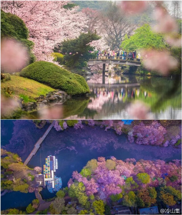  摄影师Danilo Dungo镜头下的樱花。每年春天Danilo Dungo都会带上相机到东京井之头恩赐公园。观赏樱花的同时还使用无人驾驶飞机以鸟瞰视角在高空拍摄，掉落的樱花花瓣把整片湖都变成了浪漫的粉红色，又梦幻又浪漫。 