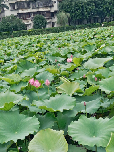 荷花池