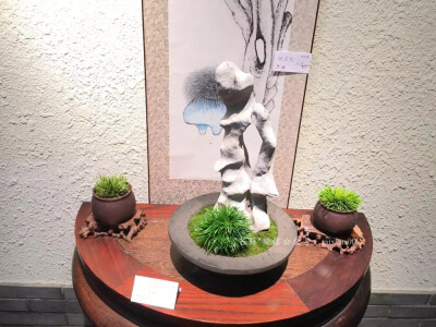 2016年嘉兴菖蒲雅集展 此次参展菖蒲以嘉兴市本级十四五位菖蒲爱好者栽种的菖蒲为主，也有嘉善爱好者的藏品.以生于嘉兴本地的鸳湖金钱菖蒲为主，辅以虎须、银边菖蒲和日本菖蒲几大品种。#金钱菖蒲# #菖蒲##苔藓景观# …