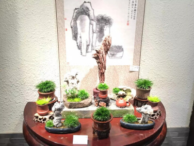 2016年嘉兴菖蒲雅集展 此次参展菖蒲以嘉兴市本级十四五位菖蒲爱好者栽种的菖蒲为主，也有嘉善爱好者的藏品.以生于嘉兴本地的鸳湖金钱菖蒲为主，辅以虎须、银边菖蒲和日本菖蒲几大品种。#金钱菖蒲# #菖蒲##苔藓景观# …