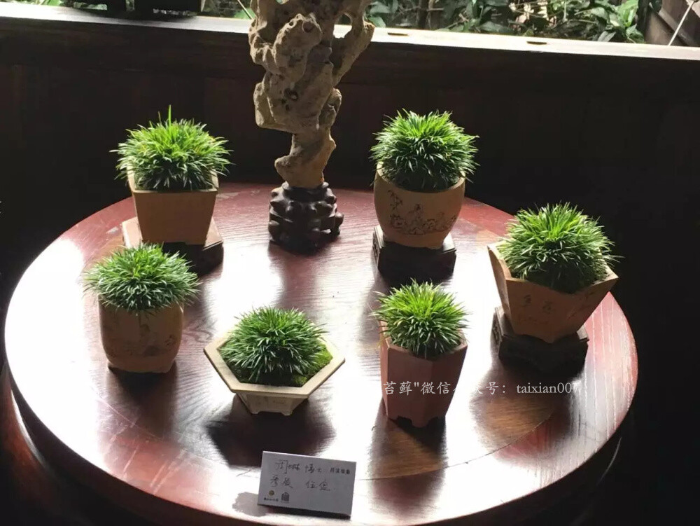 2016年嘉兴菖蒲雅集展 此次参展菖蒲以嘉兴市本级十四五位菖蒲爱好者栽种的菖蒲为主，也有嘉善爱好者的藏品.以生于嘉兴本地的鸳湖金钱菖蒲为主，辅以虎须、银边菖蒲和日本菖蒲几大品种。#金钱菖蒲# #菖蒲##苔藓景观# #盆景展##菖蒲盆栽##嘉兴[地点]# 时间：2016年6月9日 地点：嘉兴月河历史街区微信：taixian007