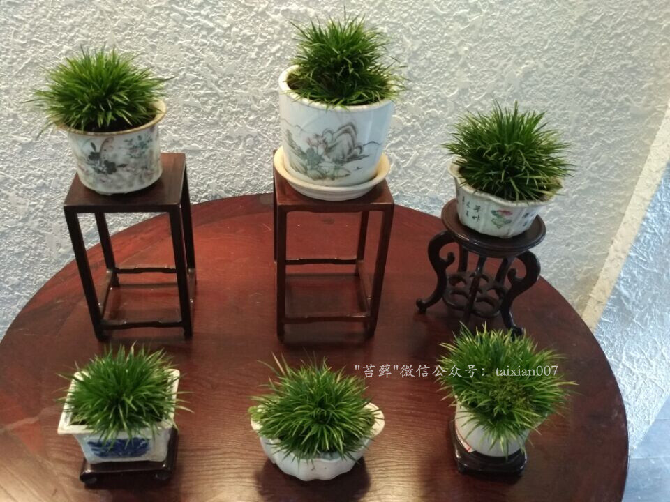 2016年嘉兴菖蒲雅集展 此次参展菖蒲以嘉兴市本级十四五位菖蒲爱好者栽种的菖蒲为主，也有嘉善爱好者的藏品.以生于嘉兴本地的鸳湖金钱菖蒲为主，辅以虎须、银边菖蒲和日本菖蒲几大品种。#金钱菖蒲# #菖蒲##苔藓景观# #盆景展##菖蒲盆栽##嘉兴[地点]# 时间：2016年6月9日 地点：嘉兴月河历史街区微信：taixian007