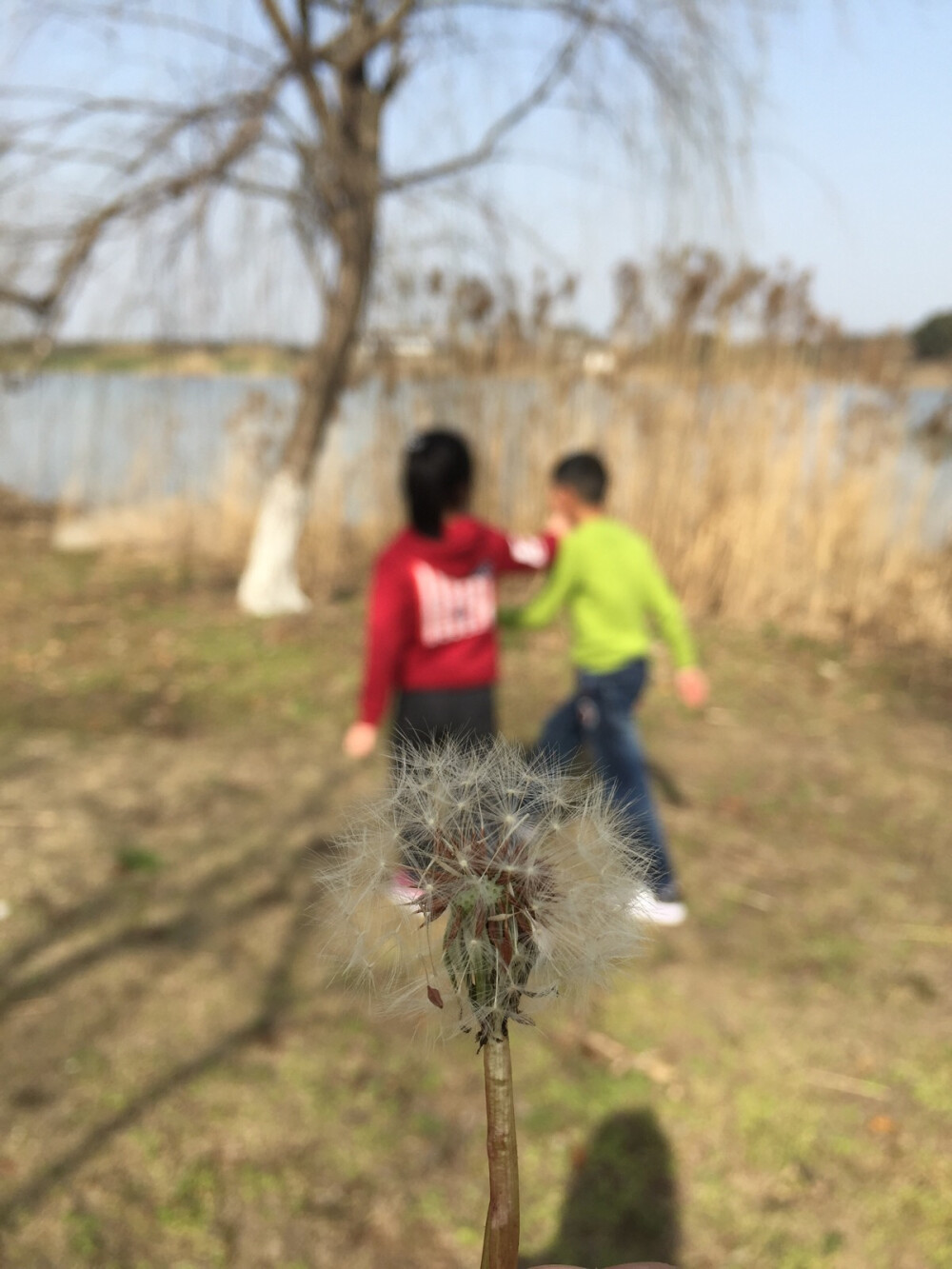 蒲公英 2016 4月 宛山荡