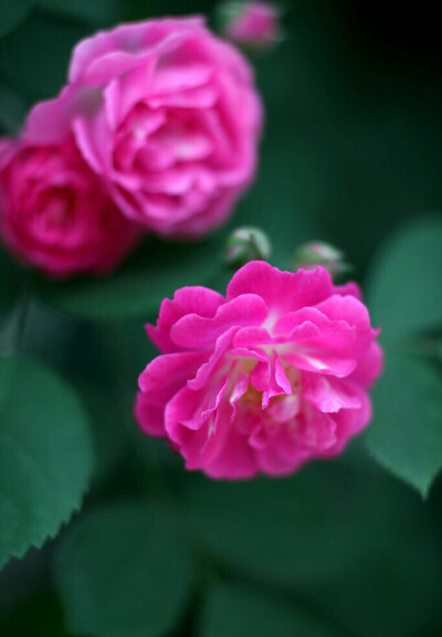 芬芳