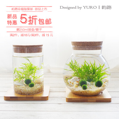 屿路 幸福海藻球 绿藻球 marimo 绿植 微景观生态瓶节日礼物包邮