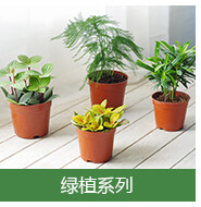 屿路绿植盆栽文竹网纹草室内桌面迷你植物净化空气微景观满4包邮