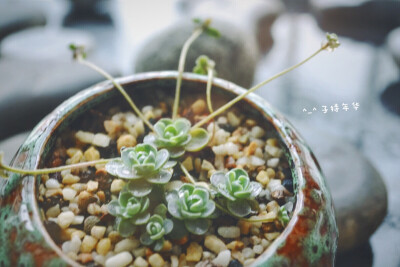 暴雨后苏醒的子持年华