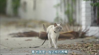 遛猫 哈哈
岩合光昭
猫