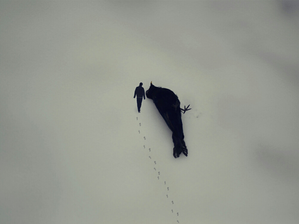 麻雀也好 燕子也好 飞鹰也好 孔雀也好 凤凰也好 乌鸦也好