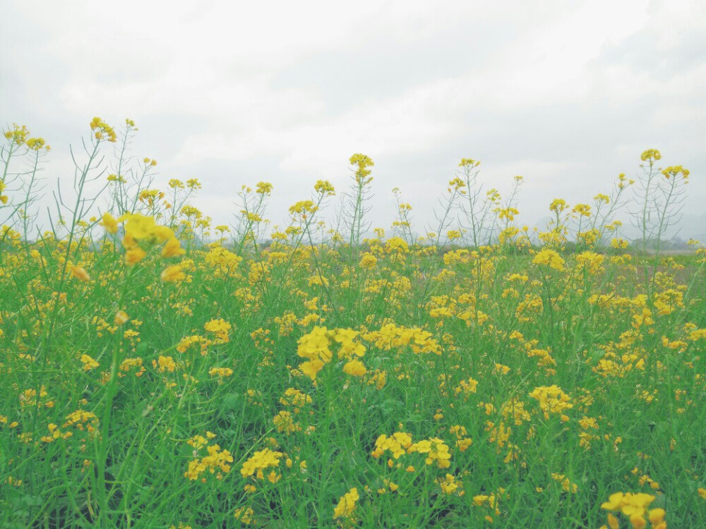 油菜花