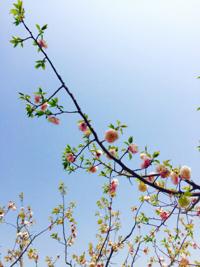 花枝