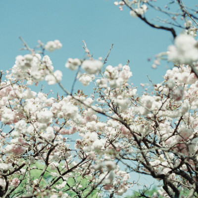 春天的时候，在樱花树下遇见你。