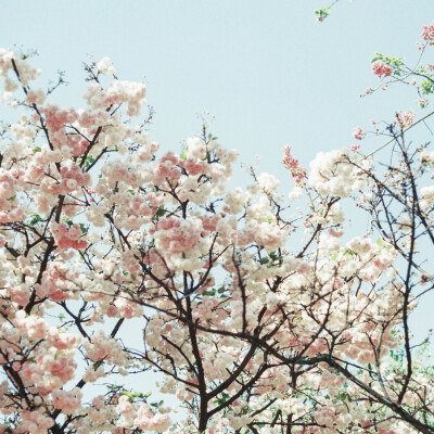 春天的时候，在樱花树下遇见你。