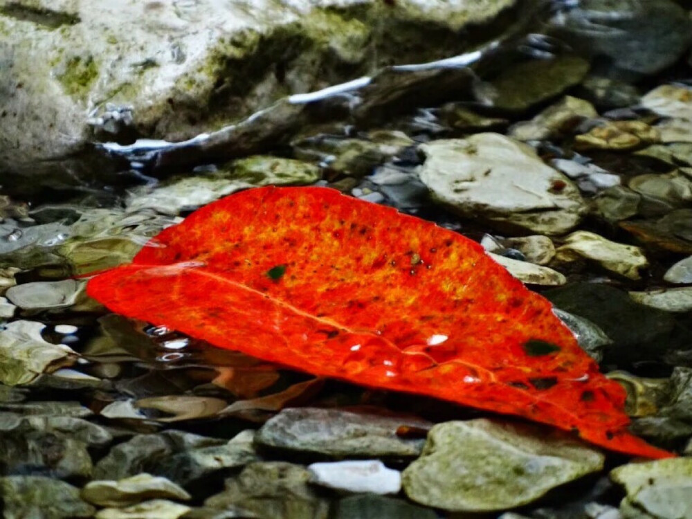 水中红