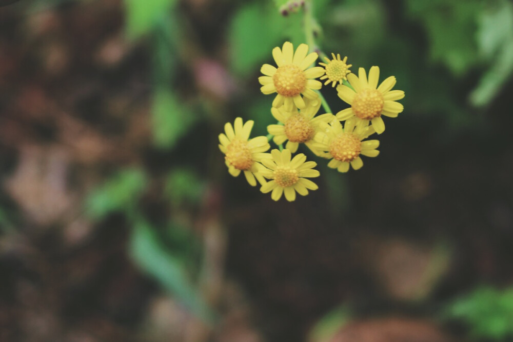 路边的小花