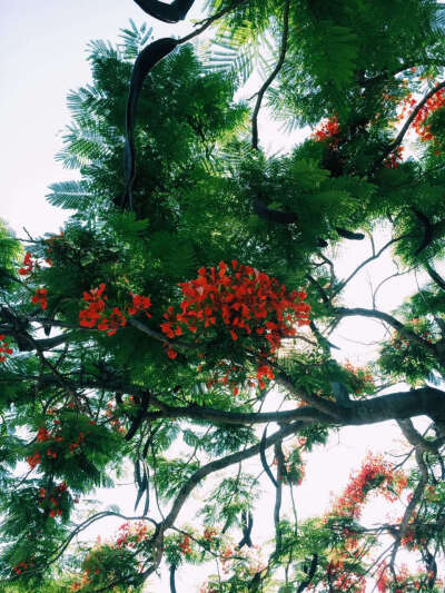 凤凰花 夏日 壁纸