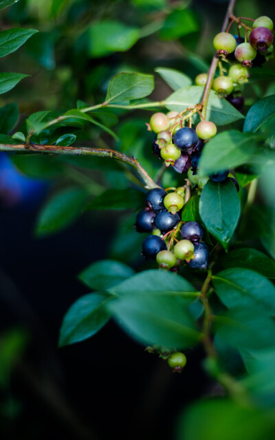 6月是蓝莓成熟的季节