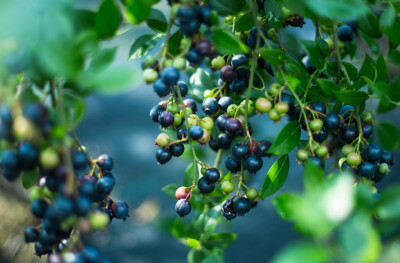 6月是蓝莓成熟的季节