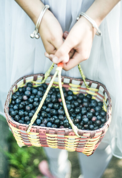 6月是蓝莓成熟的季节