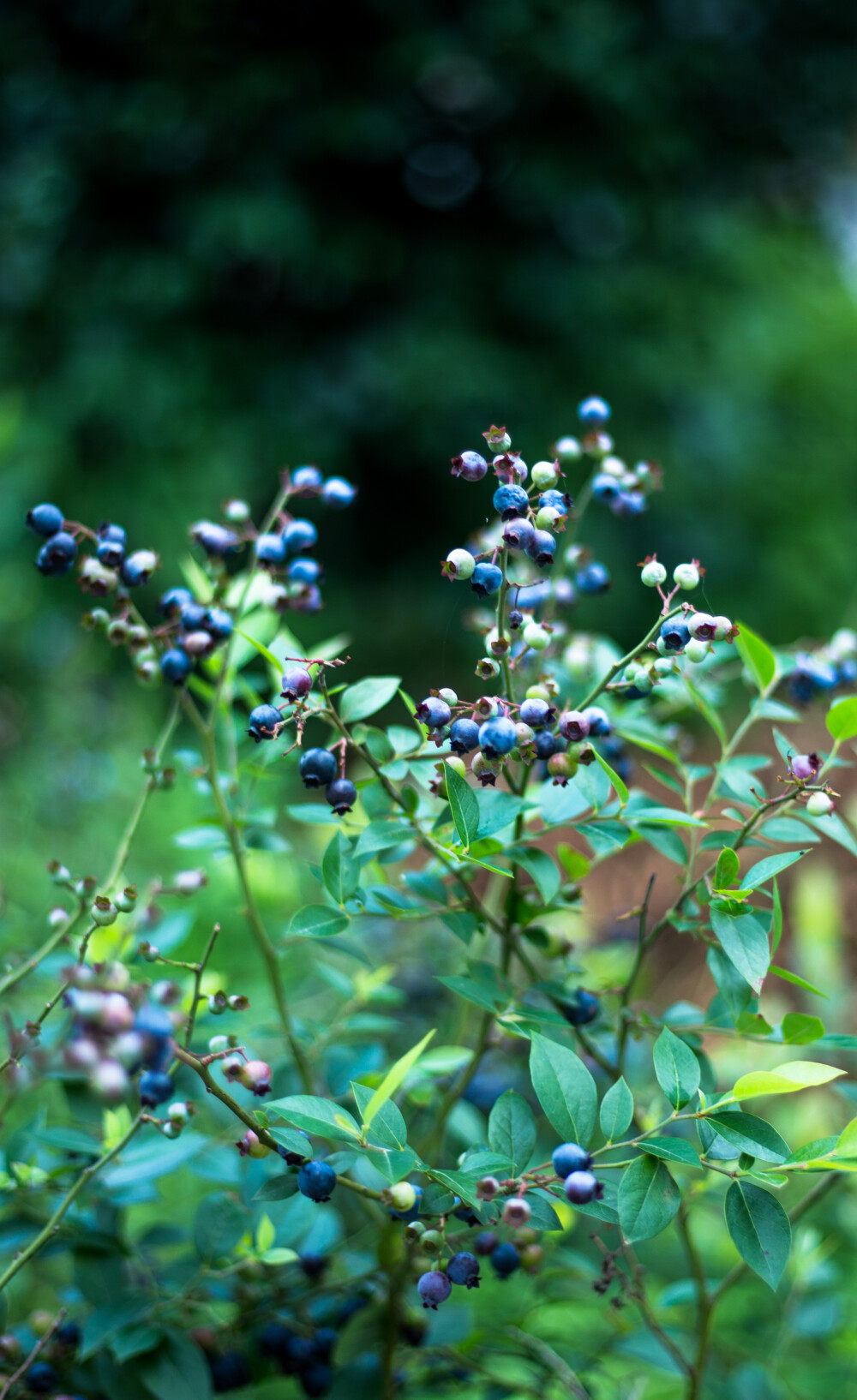 6月是蓝莓成熟的季节