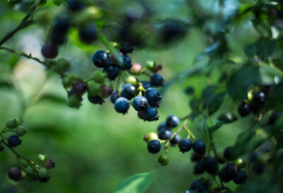 6月是蓝莓成熟的季节