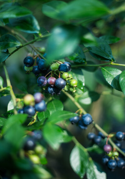 6月是蓝莓成熟的季节