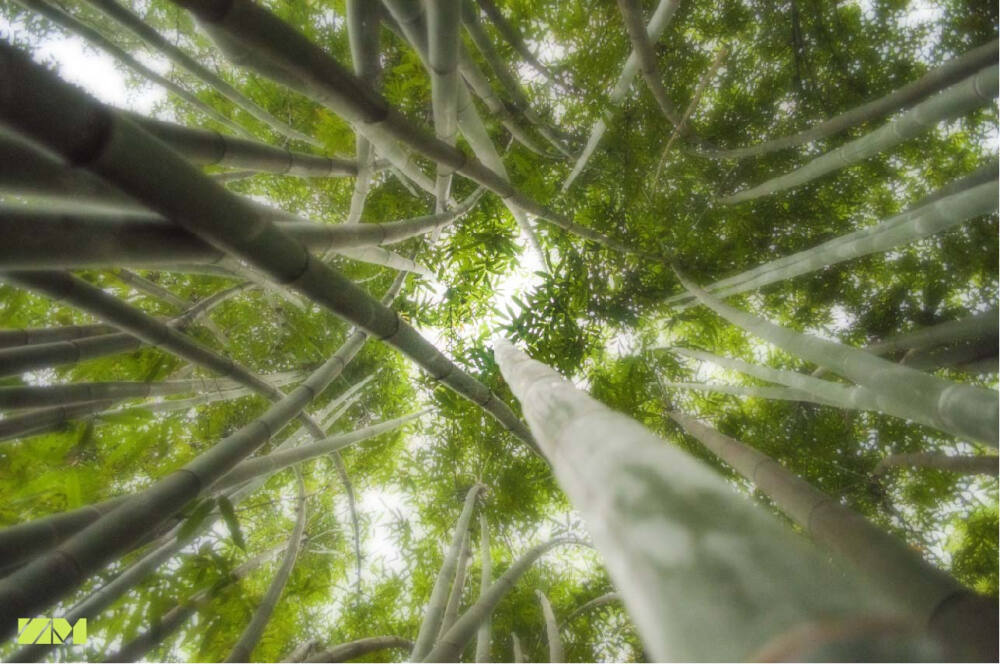 竹林 仰视 环保 意境