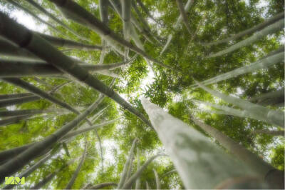 竹林 仰视 环保 意境