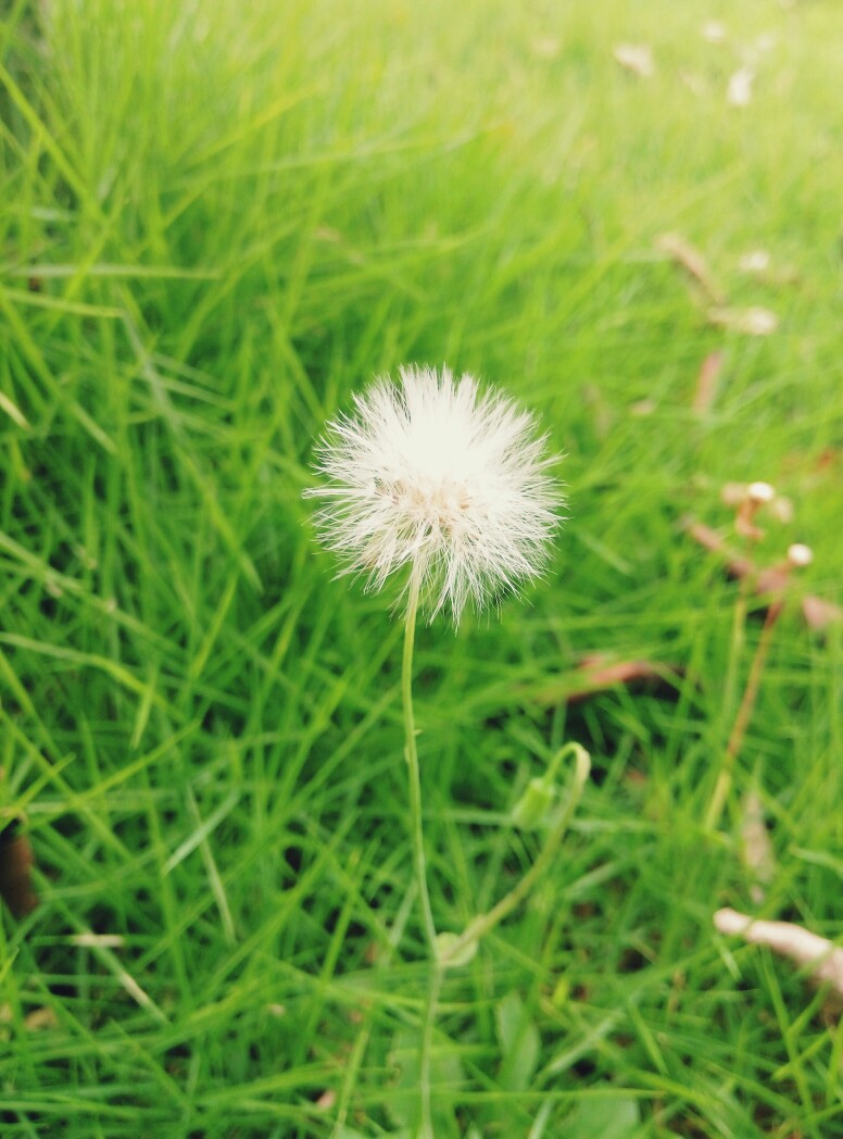 草地上冒出的一小棵蒲公英