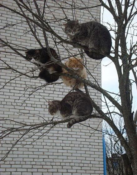 国外网友拍到冬天猫咪为了晒太阳集体趴在树上的壮观场景。感觉就是春天种下了一只猫，秋冬收获了一树猫