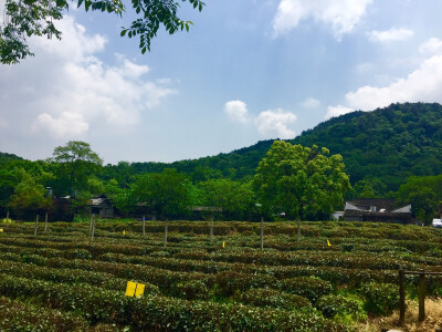 杭州-龙井村