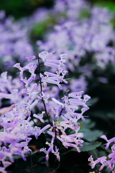 莫娜紫香茶菜