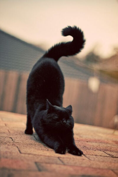 My Little Black Kitty 小黑猫 你慵懒的那么恰到好处 ❤ From Pinterest