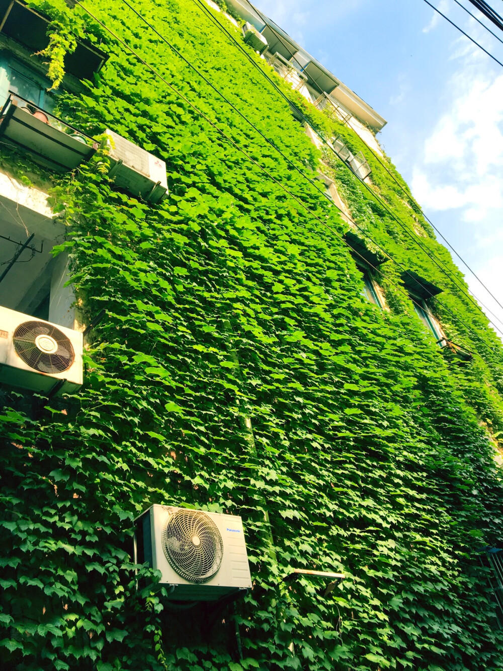 家里小区的爬山虎都这么茂盛了夏天真的来了