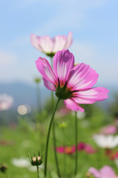 洛桑花开是“我家”