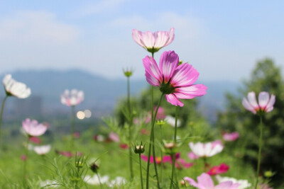 洛桑花开是“我家”