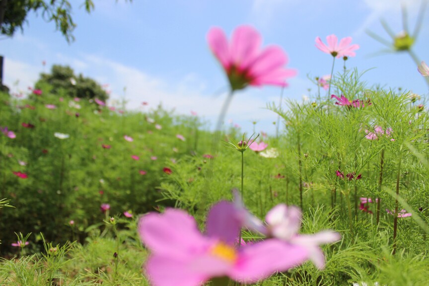 洛桑花开是“我家”