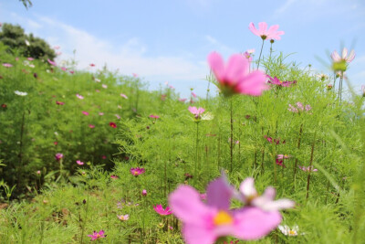 洛桑花开是“我家”