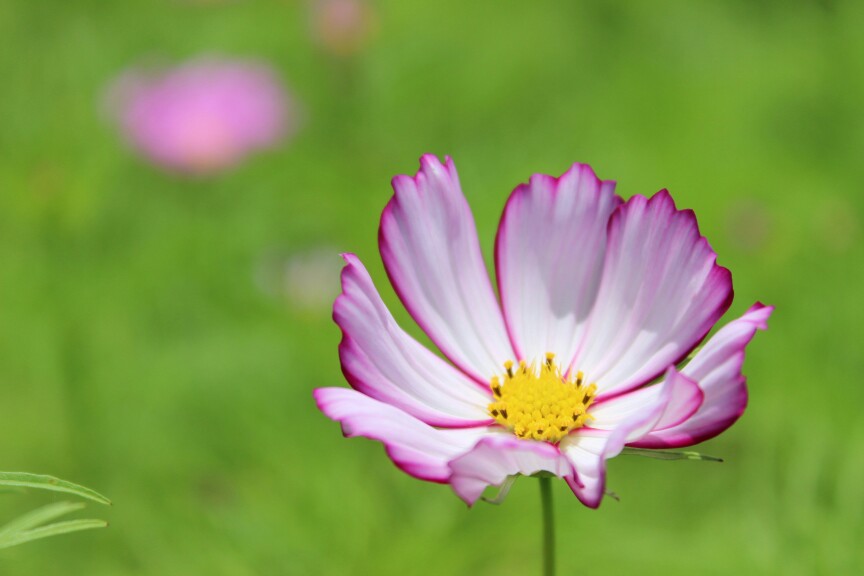 洛桑花开是我家