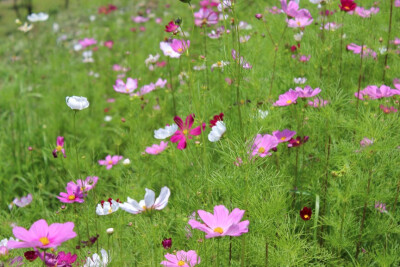 洛桑花开是我家