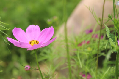 洛桑花开是我家