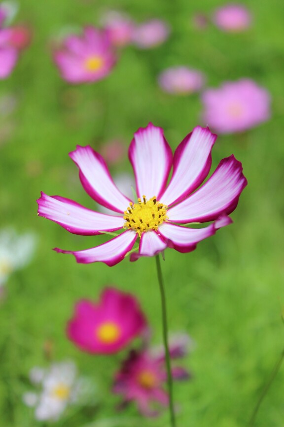 洛桑花开是我家