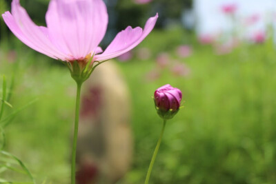 洛桑花开是我家