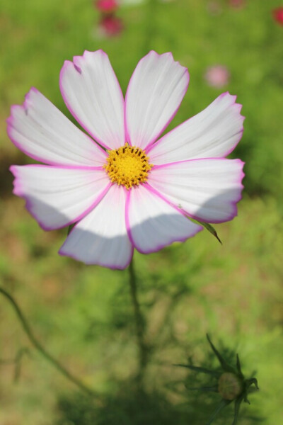 洛桑花开是我家